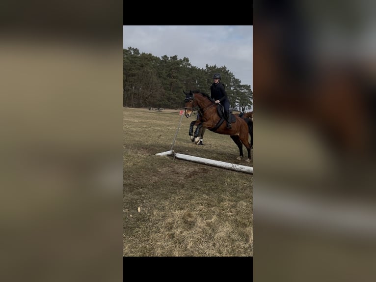 Gelderlander Merrie 18 Jaar 163 cm Bruin in Rathenow