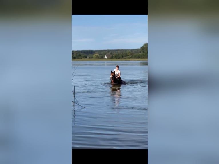 Gelderlander Merrie 18 Jaar 163 cm Bruin in Rathenow