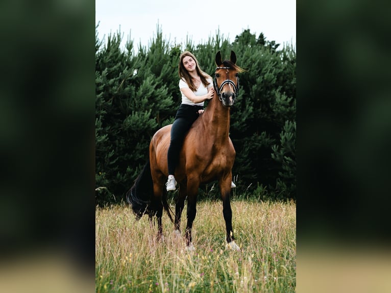 Gelderlander Merrie 18 Jaar 163 cm Bruin in Rathenow
