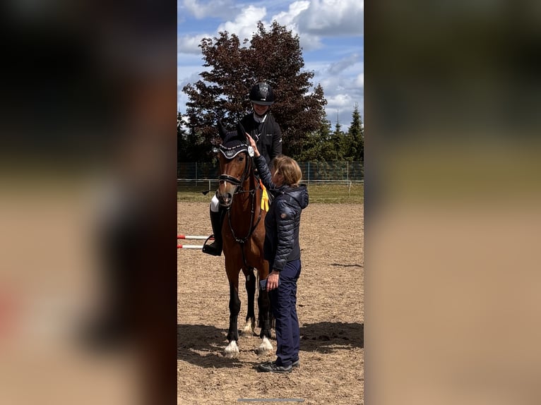 Gelderlander Merrie 18 Jaar 163 cm Bruin in Rathenow