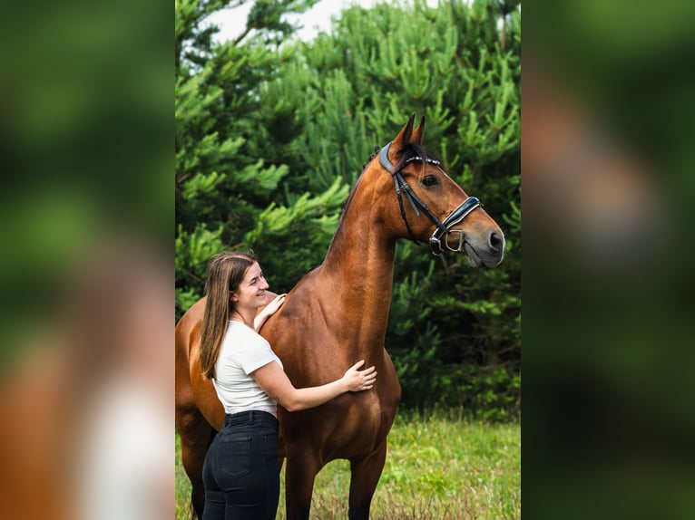 Gelderlander Merrie 18 Jaar 163 cm Bruin in Rathenow
