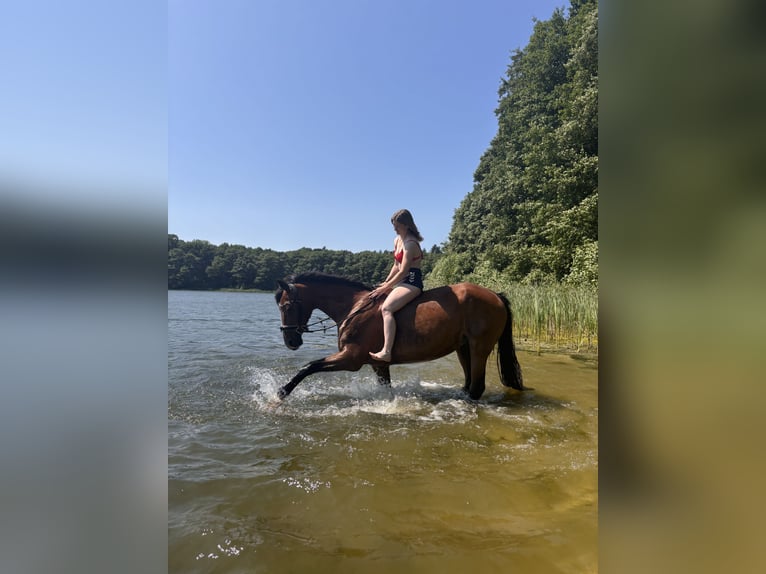 Gelderlander Merrie 18 Jaar 163 cm Bruin in Rathenow