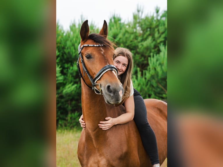 Gelderlander Merrie 18 Jaar 163 cm Bruin in Rathenow