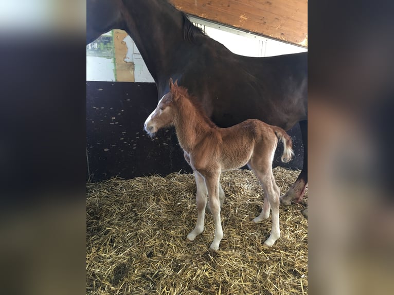 Gelderlander Merrie 20 Jaar 163 cm Donkere-vos in Stadtlohn