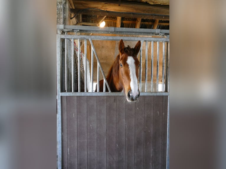 Gelderlander Merrie 4 Jaar 156 cm Bruin in Achterveld