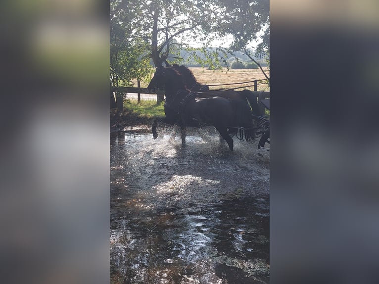 Gelderlander Ruin 13 Jaar 154 cm Bruin in Aachen