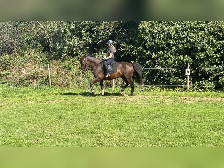 Gelderlander Ruin 5 Jaar 165 cm Bruin in Beringen