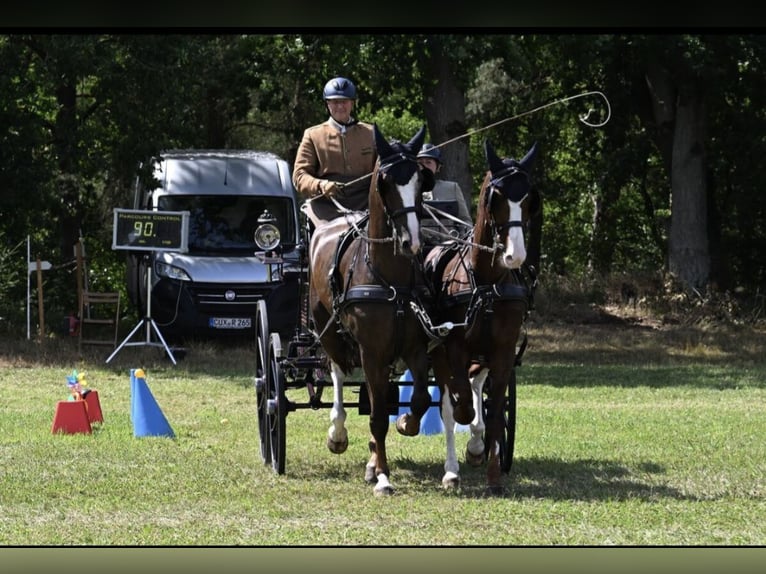Gelderlander Ruin 6 Jaar 168 cm Donkere-vos in Treia