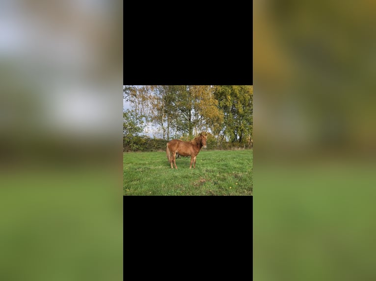 Gelderlander Mix Stallone 2 Anni 165 cm Sauro in Enschede