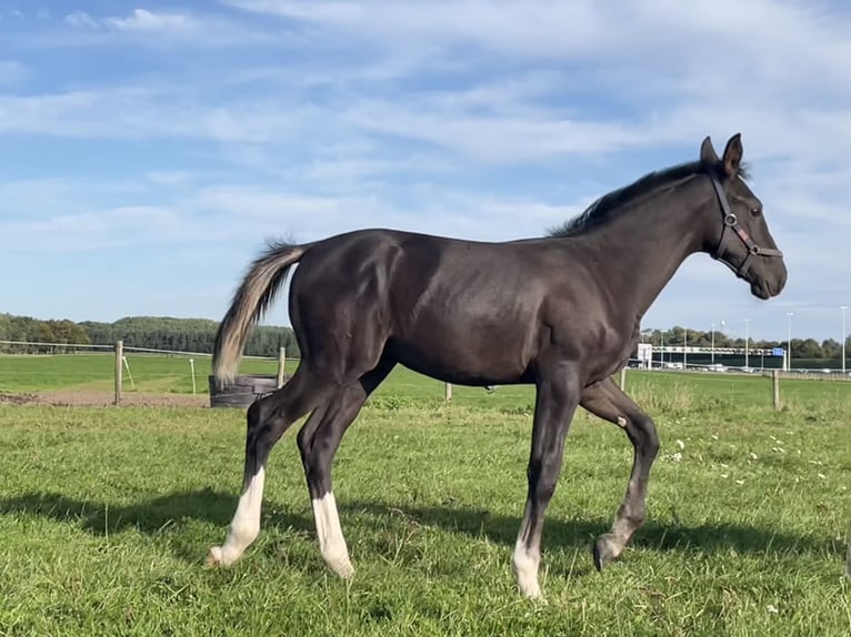 Gelderlander Stallone Puledri (06/2025) Baio nero in Bunnik