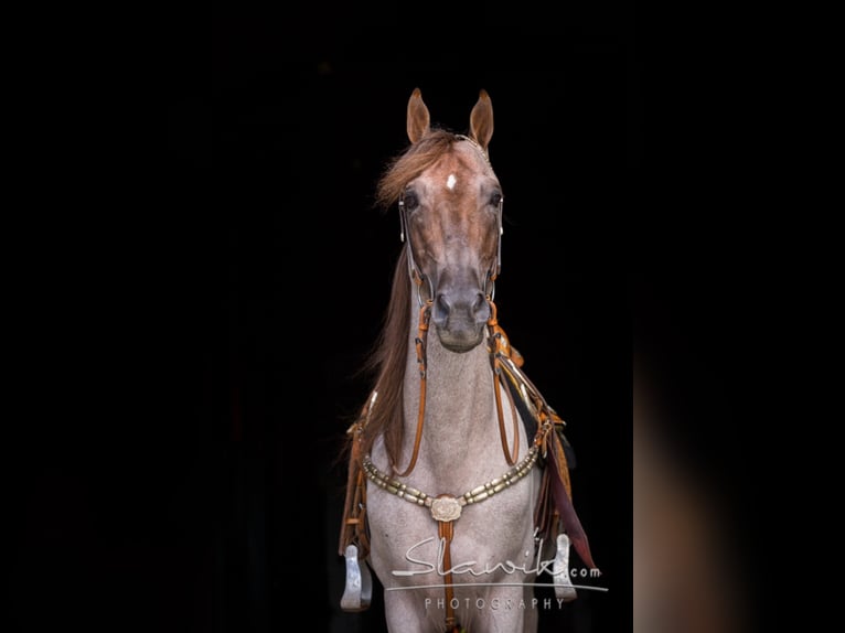 GENERATION NEXT Tennessee walking horse Étalon Rouan Rouge in Wemding