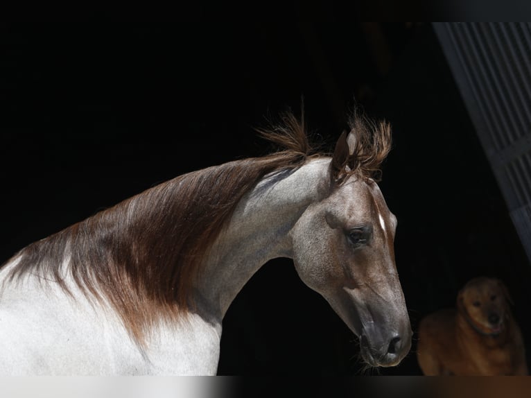 GENERATION NEXT Tennessee Walking Horse Hengst Roan-Red in Wemding