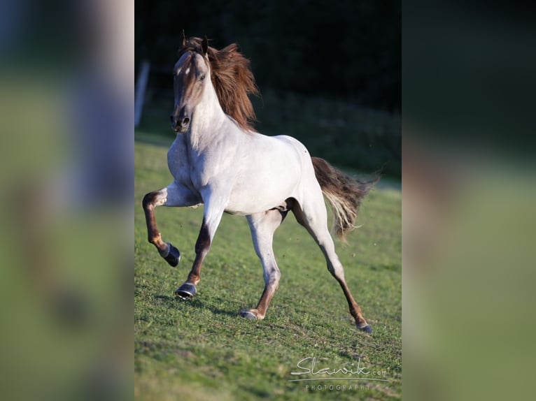 GENERATION NEXT Tennessee Walking Horse Hengst Roan-Red in Wemding