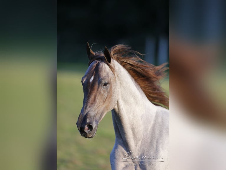 GENERATION NEXT Tennessee walking horse Stallion Roan-Red in Wemding