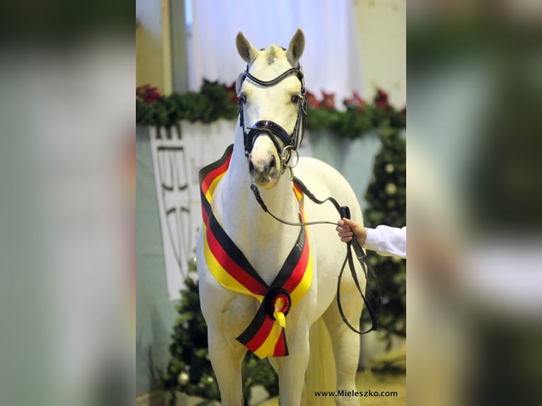 GENSCHER German Riding Pony Stallion Palomino in Paderborn