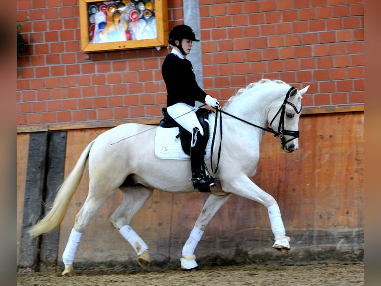 GENSCHER Pony tedesco Stallone Palomino in Paderborn