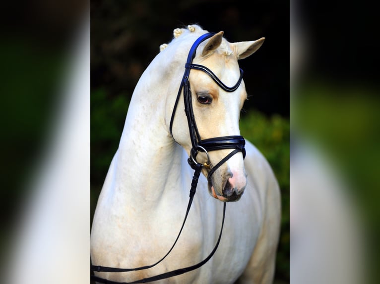 GENSCHER Pony tedesco Stallone Palomino in Paderborn