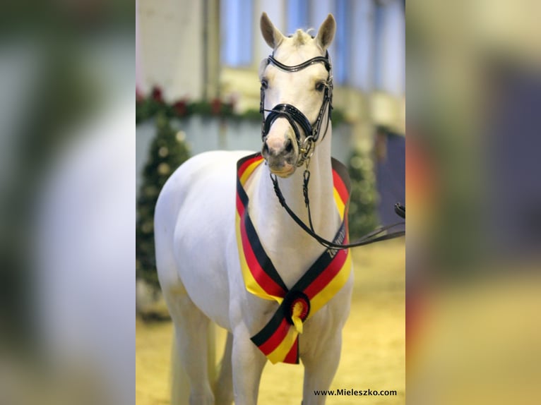 GENSCHER Pony tedesco Stallone Palomino in Paderborn