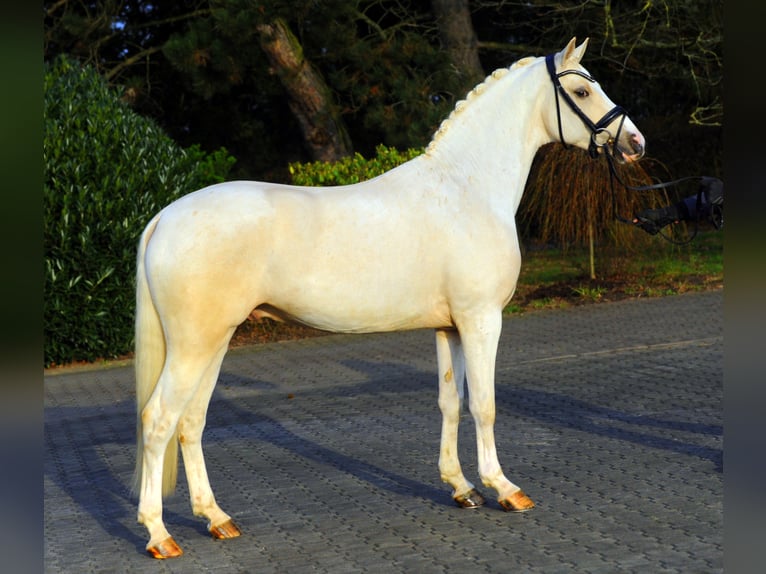 GENSCHER Pony tedesco Stallone Palomino in Paderborn