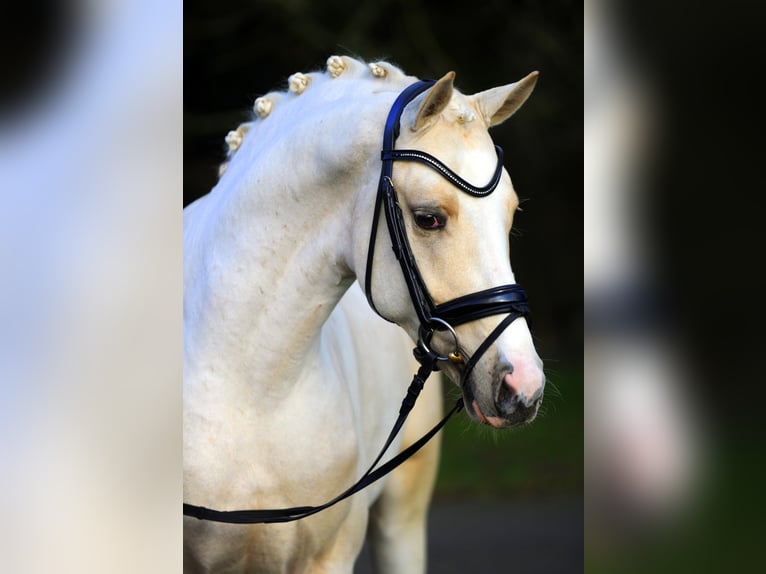 GENSCHER Pony tedesco Stallone Palomino in Paderborn