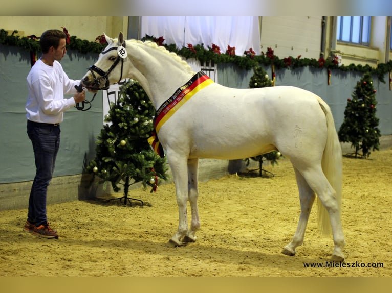 GENSCHER Pony tedesco Stallone Palomino in Paderborn