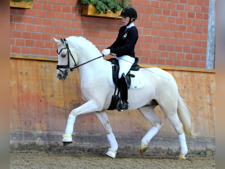 GENSCHER Pony tedesco Stallone Palomino in Paderborn