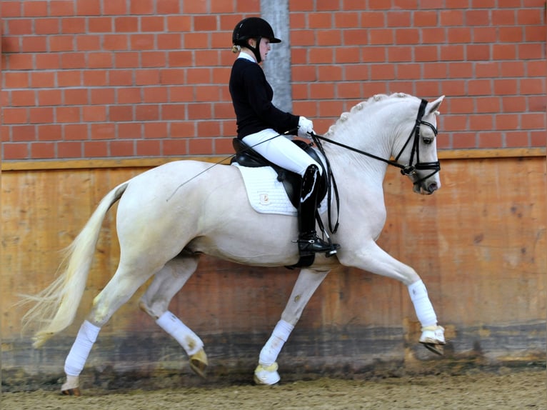 GENSCHER Pony tedesco Stallone Palomino in Paderborn