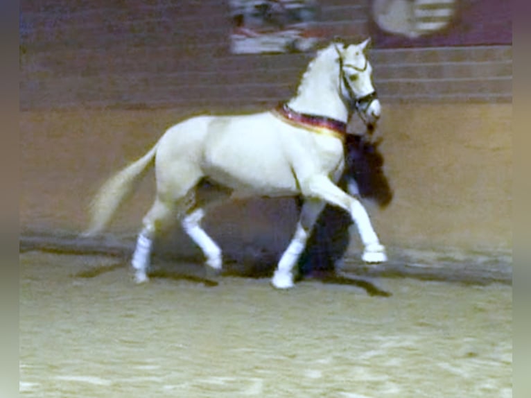 GENSCHER Pony tedesco Stallone Palomino in Paderborn