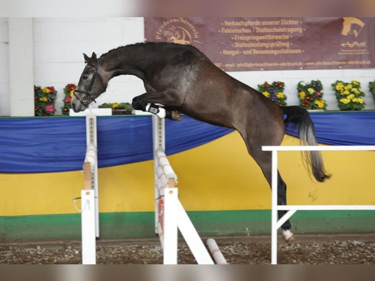 GEPSOM Oldenburg-International (OS) Stallion Chestnut-Red in Baek