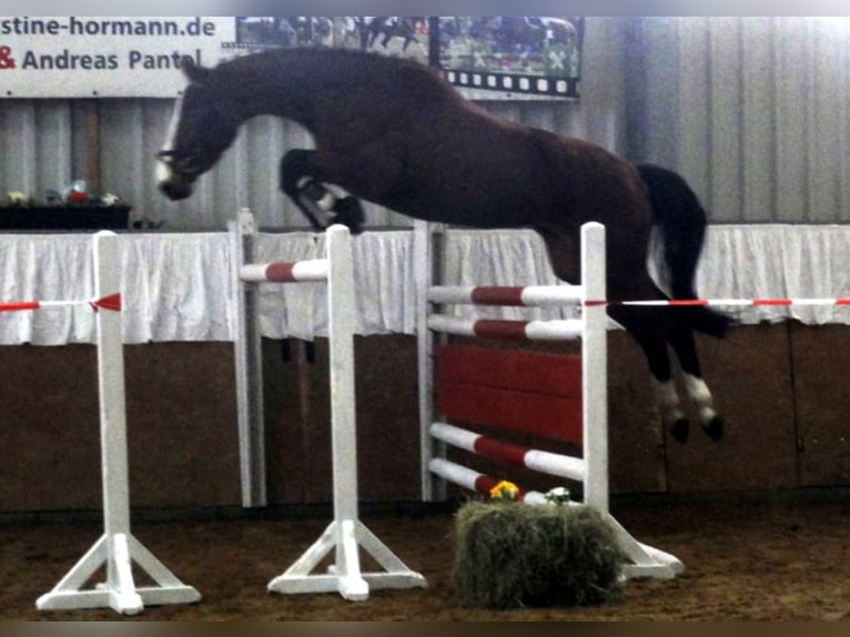 GEPSOM Oldenburg-International (OS) Stallion Chestnut-Red in Baek