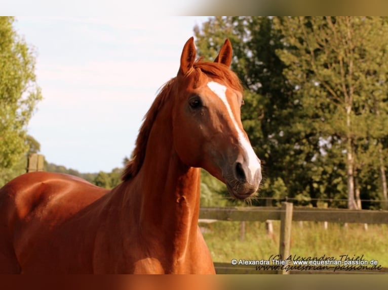 GEPSOM Oldenburg-International (OS) Stallion Chestnut-Red in Baek
