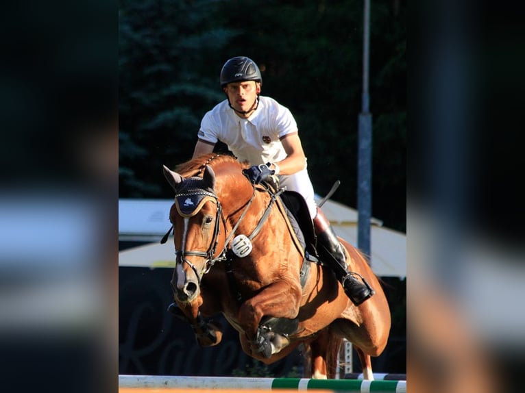 GEPSOM Oldenburg Stallone Sauro in Baek