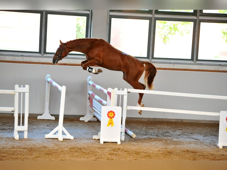 GEPSOM Oldenburg Stallone Sauro in Baek