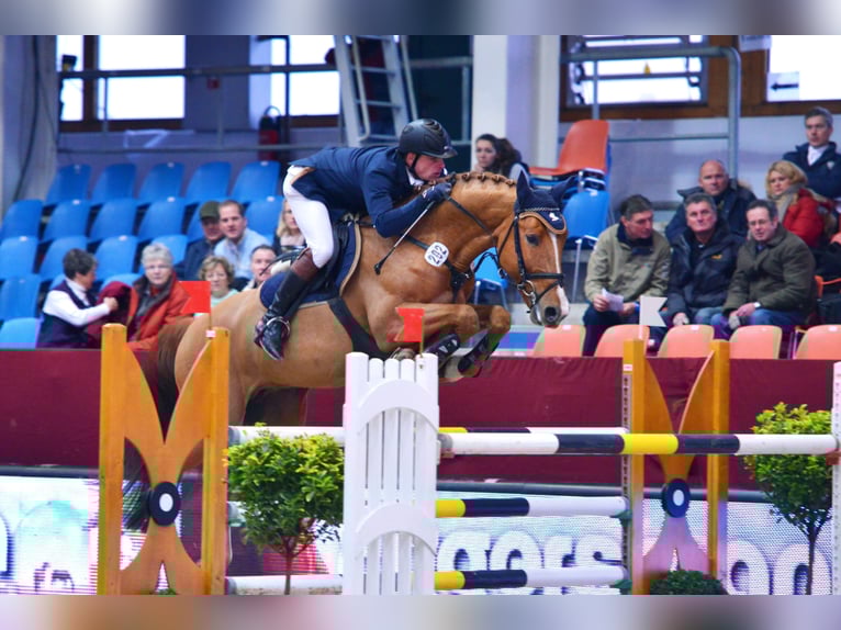 GEPSOM Oldenburg Stallone Sauro in Baek