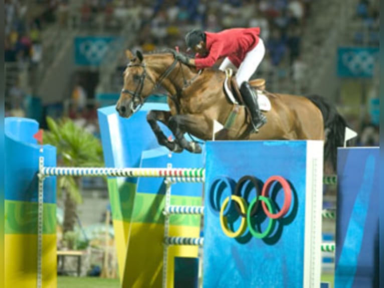 GEPSOM Oldenburg Stallone Sauro in Baek