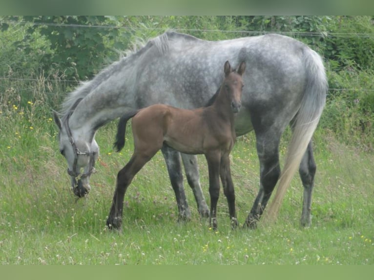 GEPSOM Oldenburg Stallone Sauro in Baek