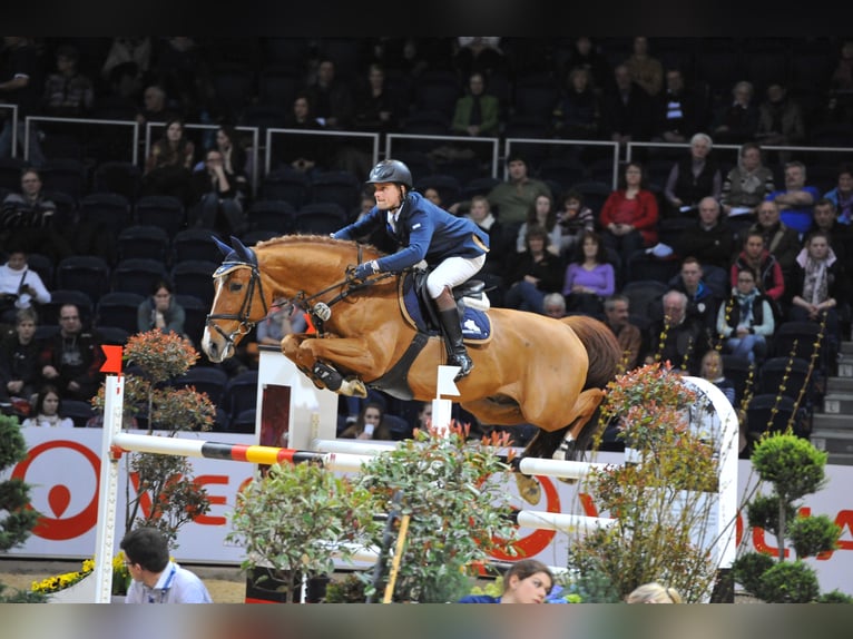 GEPSOM Oldenburger Springpferd Ogier in Baek