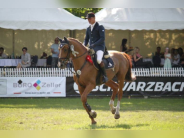 GEPSOM Oldenburger Springpferd Ogier in Baek
