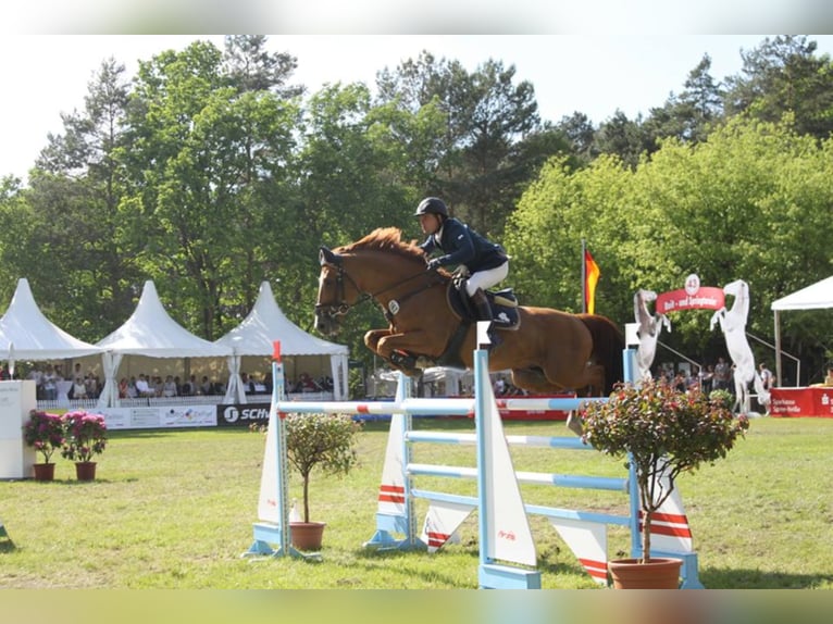 GEPSOM Oldenburger Springpferd Ogier in Baek