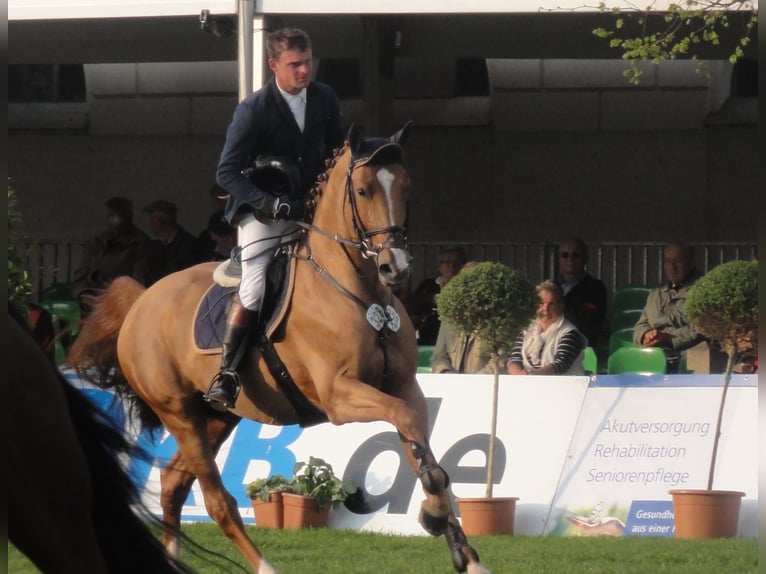 GEPSOM Oldenburger Springpferd Ogier in Baek