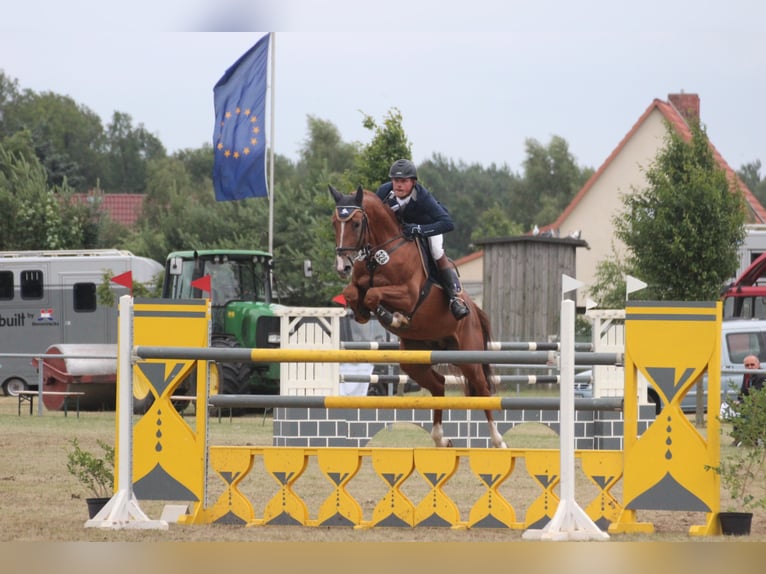 GEPSOM Oldenburger Springpferd Ogier in Baek