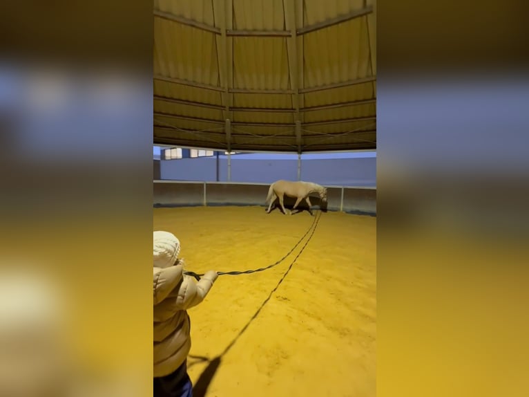 German Classic Pony Gelding 15 years 13.1 hh Palomino in Gdańsk