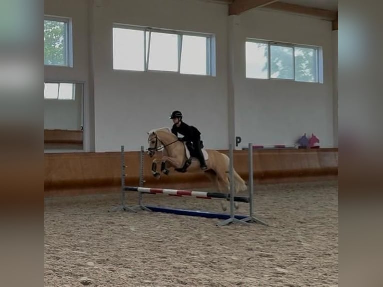 German Classic Pony Gelding 15 years 13.1 hh Palomino in Gdańsk