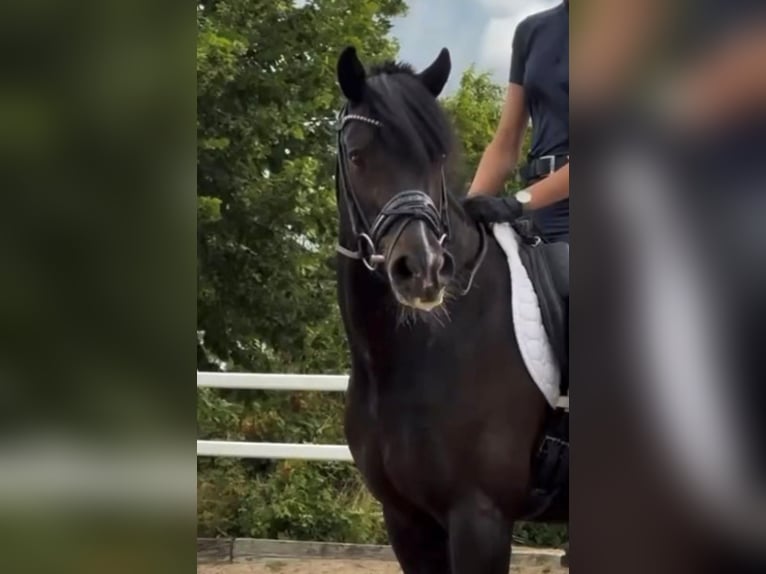 German Classic Pony Gelding 16 years 14.1 hh Black in billund