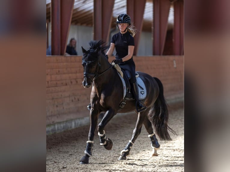 German Classic Pony Gelding 16 years 14.1 hh Black in billund