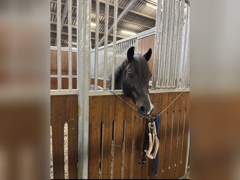 German Classic Pony Gelding 16 years 14.1 hh Black in billund