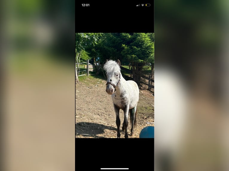 German Classic Pony Mix Gelding 2 years 13,1 hh Leopard-Piebald in Hollersbach