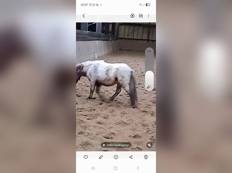 German Classic Pony Mix Gelding 3 years 10,2 hh in Eschweiler