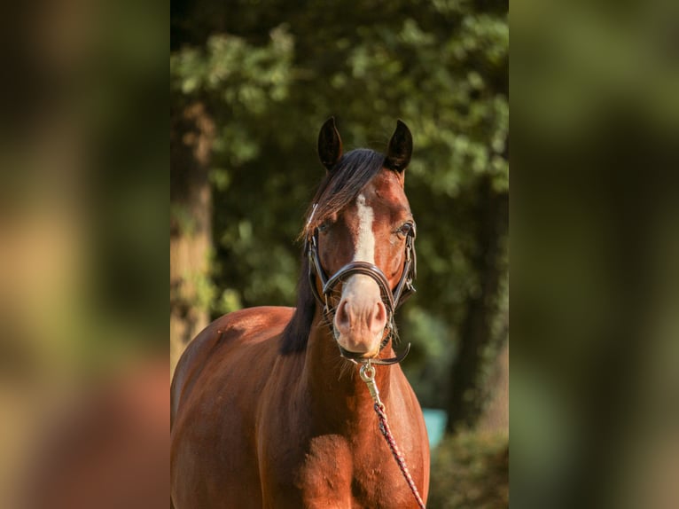 German Classic Pony Gelding 4 years 13,1 hh Brown in Bremerv&#xF6;rde