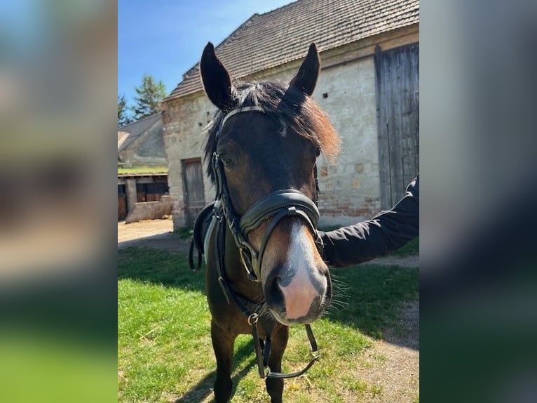 German Classic Pony Gelding 5 years 14,1 hh Brown in Pottendorf